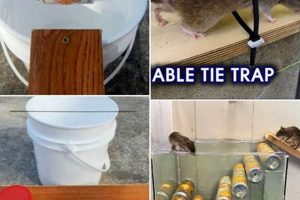 Easy DIY Mouse Traps: Build & Catch Mice Fast | The DIY Hub: Creative Crafts, Repairs & Life Hacks