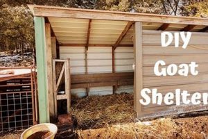 Build a Better DIY Goat Shelter: Plans & Tips | The DIY Hub: Creative Crafts, Repairs & Life Hacks