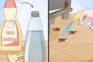 Quick Fix: How to Get Rid of Roaches Overnight DIY Fast! The DIY Hub: Creative Crafts, Repairs & Life Hacks Quick Fix: How to Get Rid of Roaches Overnight DIY Fast! | The DIY Hub: Creative Crafts, Repairs & Life Hacks