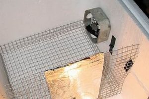 Diy Incubator The DIY Hub: Creative Crafts, Repairs & Life Hacks Diy Incubator | The DIY Hub: Creative Crafts, Repairs & Life Hacks