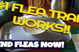 Easy DIY Flea Trap: Get Rid of Fleas Fast! | The DIY Hub: Creative Crafts, Repairs & Life Hacks
