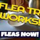Easy DIY Flea Trap: Get Rid of Fleas Fast! | The DIY Hub: Creative Crafts, Repairs & Life Hacks