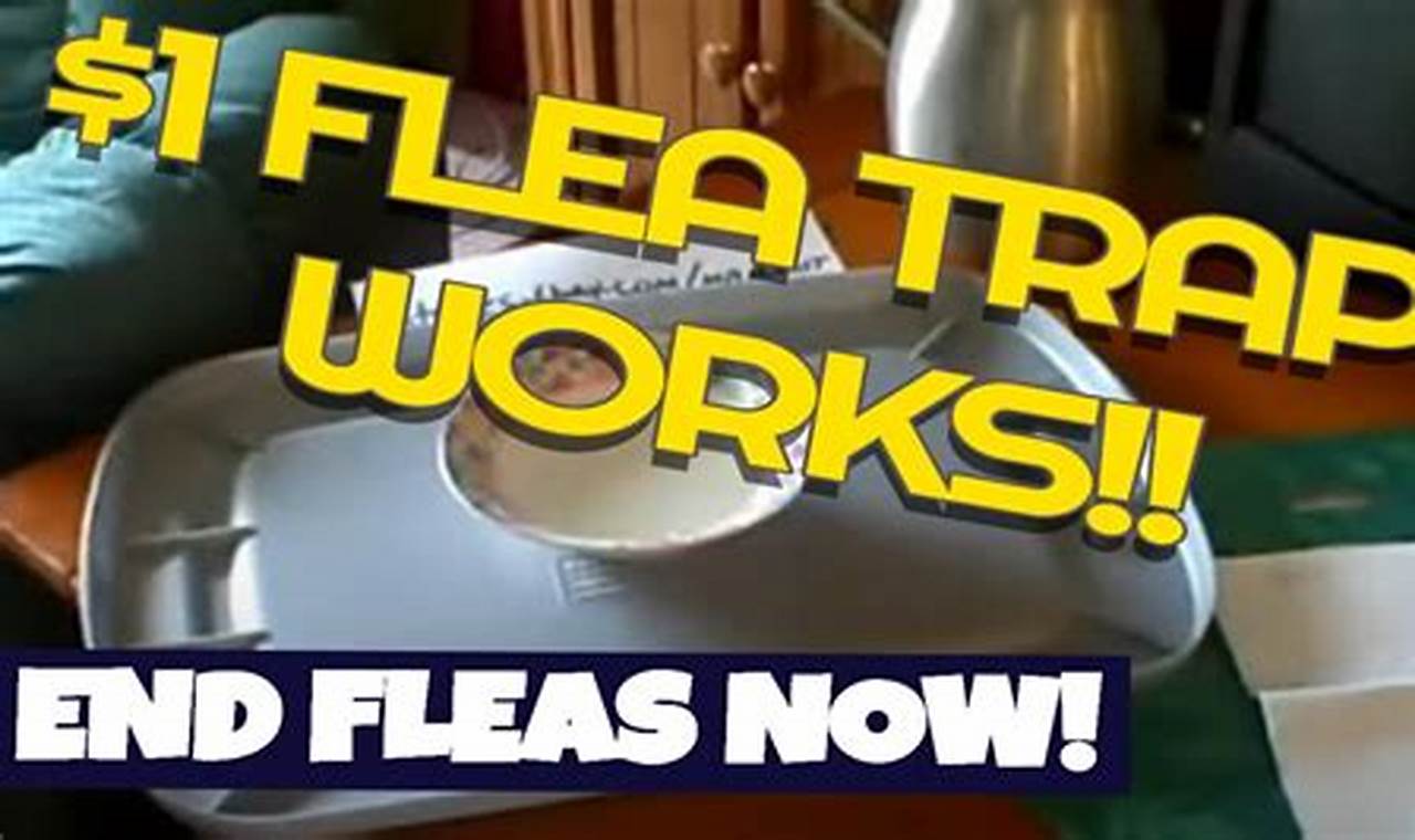 Easy DIY Flea Trap: Get Rid of Fleas Fast! | The DIY Hub: Creative Crafts, Repairs & Life Hacks