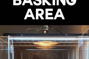 Build a Better Basking Area: DIY Turtle Paradise! | The DIY Hub: Creative Crafts, Repairs & Life Hacks