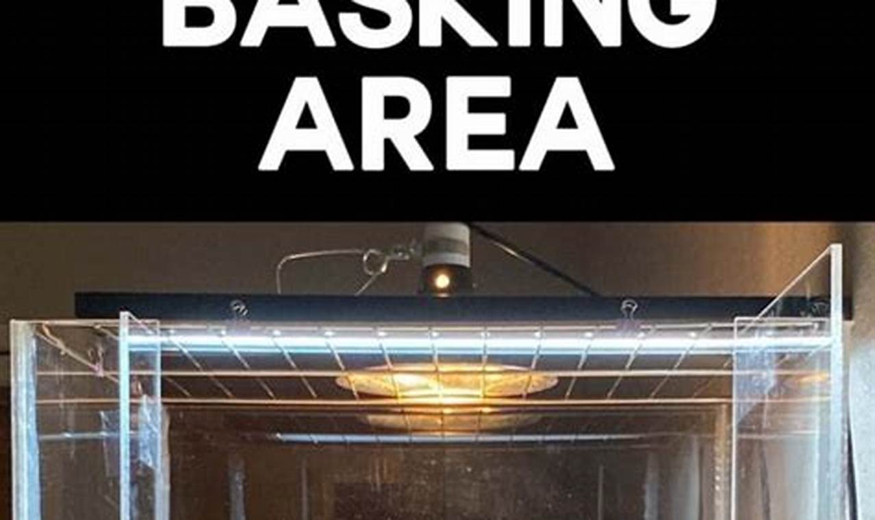 Build a Better Basking Area: DIY Turtle Paradise! | The DIY Hub: Creative Crafts, Repairs & Life Hacks