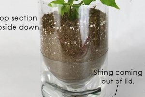 Easy DIY Self Watering Pots: Build Your Own! | The DIY Hub: Creative Crafts, Repairs & Life Hacks