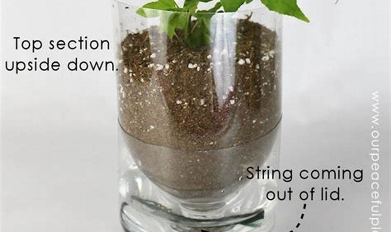 Easy DIY Self Watering Pots: Build Your Own! | The DIY Hub: Creative Crafts, Repairs & Life Hacks