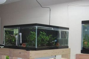 Build a Budget-Friendly DIY Fish Tank: Guide & Ideas The DIY Hub: Creative Crafts, Repairs & Life Hacks Build a Budget-Friendly DIY Fish Tank: Guide & Ideas | The DIY Hub: Creative Crafts, Repairs & Life Hacks
