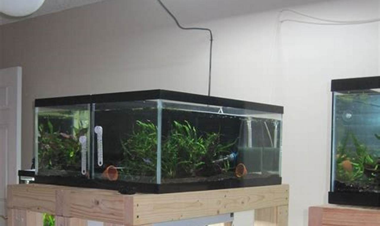 Build a Budget-Friendly DIY Fish Tank: Guide & Ideas The DIY Hub: Creative Crafts, Repairs & Life Hacks Build a Budget-Friendly DIY Fish Tank: Guide & Ideas | The DIY Hub: Creative Crafts, Repairs & Life Hacks