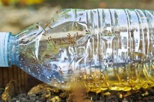 Easy DIY Ant Traps: Make Your Own (That Work!) The DIY Hub: Creative Crafts, Repairs & Life Hacks Easy DIY Ant Traps: Make Your Own (That Work!) | The DIY Hub: Creative Crafts, Repairs & Life Hacks
