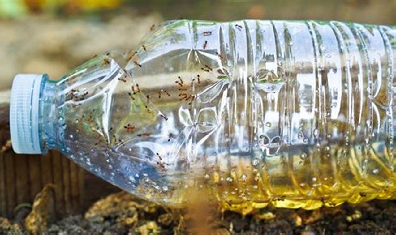 Easy DIY Ant Traps: Make Your Own (That Work!) | The DIY Hub: Creative Crafts, Repairs & Life Hacks