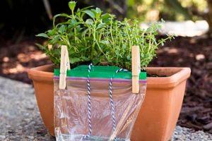 Easy DIY Self Watering Containers: A Smart Guide | The DIY Hub: Creative Crafts, Repairs & Life Hacks