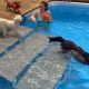 Easy Dog Pool Ramp DIY: Build a Safe Exit! | The DIY Hub: Creative Crafts, Repairs & Life Hacks