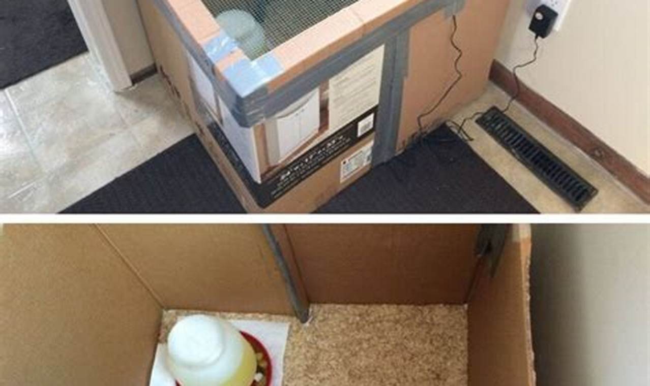 Easy Brooder Box DIY Plans: Build Your Own! | The DIY Hub: Creative Crafts, Repairs & Life Hacks