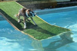 Easy DIY Dog Pool Ramp: Help Your Pup Swim Safe! The DIY Hub: Creative Crafts, Repairs & Life Hacks Easy DIY Dog Pool Ramp: Help Your Pup Swim Safe! | The DIY Hub: Creative Crafts, Repairs & Life Hacks