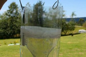 Easy DIY Fly Traps: Homemade Solutions for You | The DIY Hub: Creative Crafts, Repairs & Life Hacks