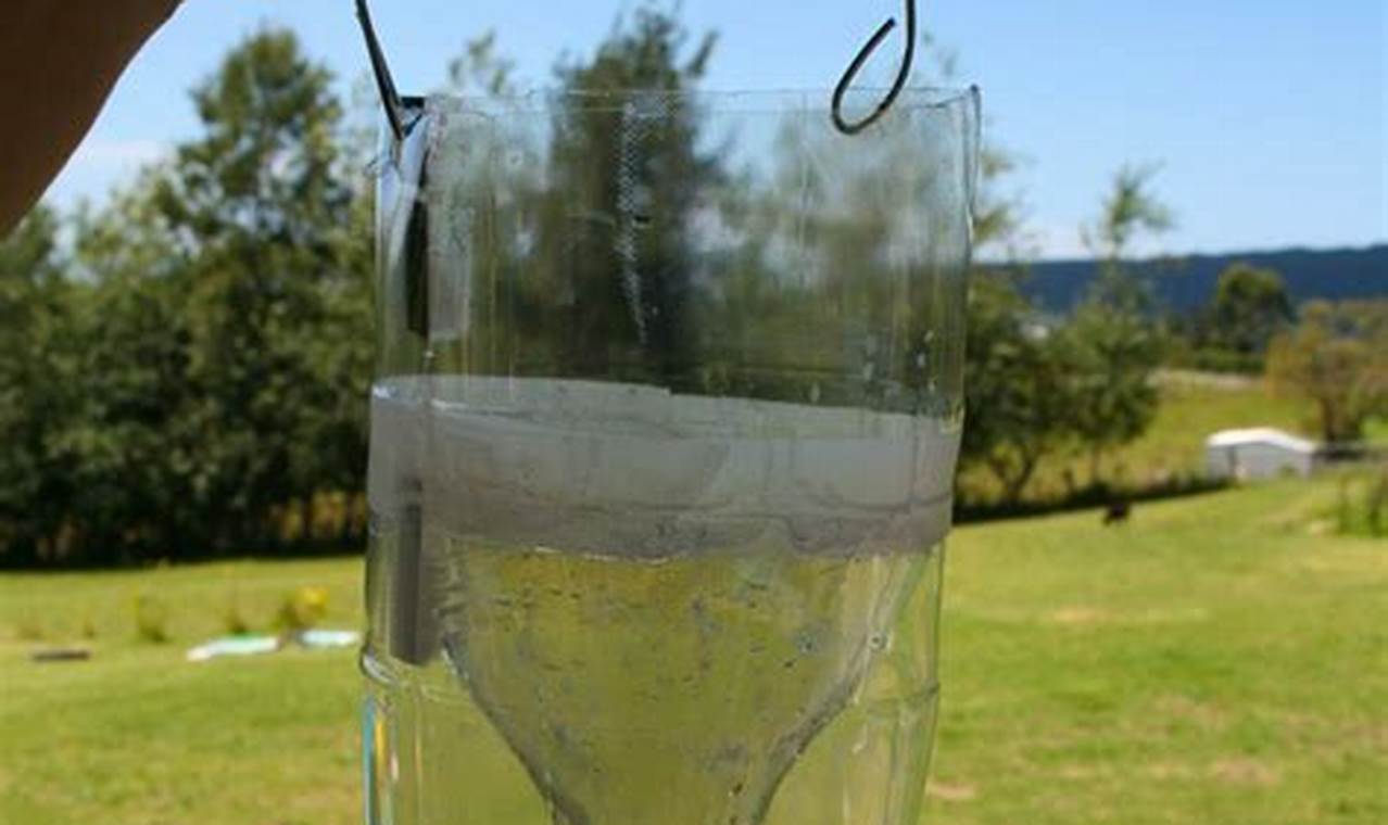 Easy DIY Fly Traps: Homemade Solutions for You | The DIY Hub: Creative Crafts, Repairs & Life Hacks