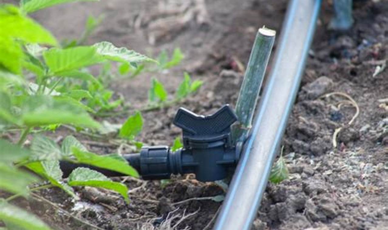 Easy DIY Drip Irrigation: Save Water &amp; Money! | The DIY Hub: Creative Crafts, Repairs & Life Hacks