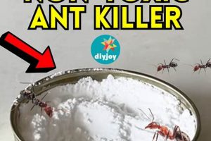 Best Ant DIY Killer Guide: Effective & Safe Solutions | The DIY Hub: Creative Crafts, Repairs & Life Hacks