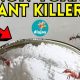 Best Ant DIY Killer Guide: Effective & Safe Solutions | The DIY Hub: Creative Crafts, Repairs & Life Hacks