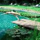 Easy DIY Natural Swimming Pool Guide: Build Your Oasis! | The DIY Hub: Creative Crafts, Repairs & Life Hacks