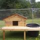Build Your Dream: DIY Duck Coop with Pool Plans Today! | The DIY Hub: Creative Crafts, Repairs & Life Hacks