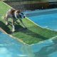 Easy DIY Pool Dog Ramp: Help Your Pup Swim Safely! | The DIY Hub: Creative Crafts, Repairs & Life Hacks