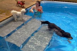 Build a Safe DIY Dog Ramp for Pool Fun! The DIY Hub: Creative Crafts, Repairs & Life Hacks Build a Safe DIY Dog Ramp for Pool Fun! | The DIY Hub: Creative Crafts, Repairs & Life Hacks