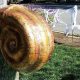Easy Snail Costume DIY: Shell-Shockingly Fun Costume | The DIY Hub: Creative Crafts, Repairs & Life Hacks