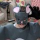 Easy Rat Costume DIY: Rodent Fun on a Budget! | The DIY Hub: Creative Crafts, Repairs & Life Hacks