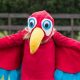 Easy DIY Parrot Costume Ideas: Feathered Fun! | The DIY Hub: Creative Crafts, Repairs & Life Hacks