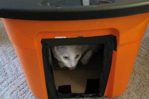 Easy Stray Cat Home DIY Projects: Build a Safe Haven! The DIY Hub: Creative Crafts, Repairs & Life Hacks Easy Stray Cat Home DIY Projects: Build a Safe Haven! | The DIY Hub: Creative Crafts, Repairs & Life Hacks