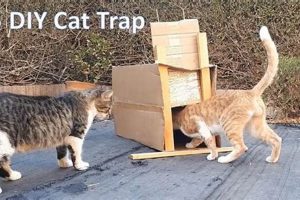Build a Humane DIY Cat Trap Today: Guide & Plans The DIY Hub: Creative Crafts, Repairs & Life Hacks Build a Humane DIY Cat Trap Today: Guide & Plans | The DIY Hub: Creative Crafts, Repairs & Life Hacks