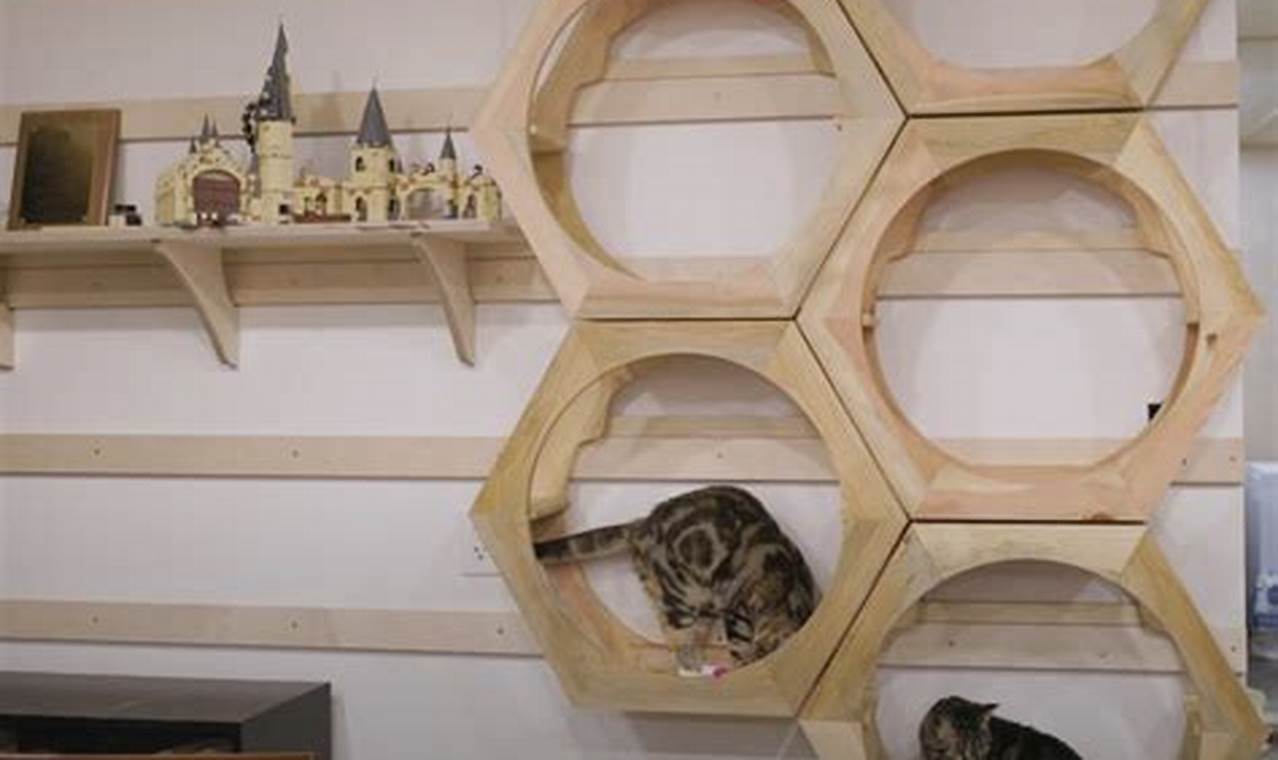 View of Build a DIY Cat Wall Climbing System [Easy Guide]