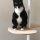Purr-fect IKEA DIY Cat Tree: Build Your Own! | The DIY Hub: Creative Crafts, Repairs & Life Hacks