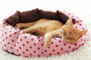 Easy Cat Bed DIY: Build a Cozy Haven for Your Feline The DIY Hub: Creative Crafts, Repairs & Life Hacks Easy Cat Bed DIY: Build a Cozy Haven for Your Feline | The DIY Hub: Creative Crafts, Repairs & Life Hacks