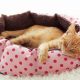 Easy Cat Bed DIY: Build a Cozy Haven for Your Feline | The DIY Hub: Creative Crafts, Repairs & Life Hacks