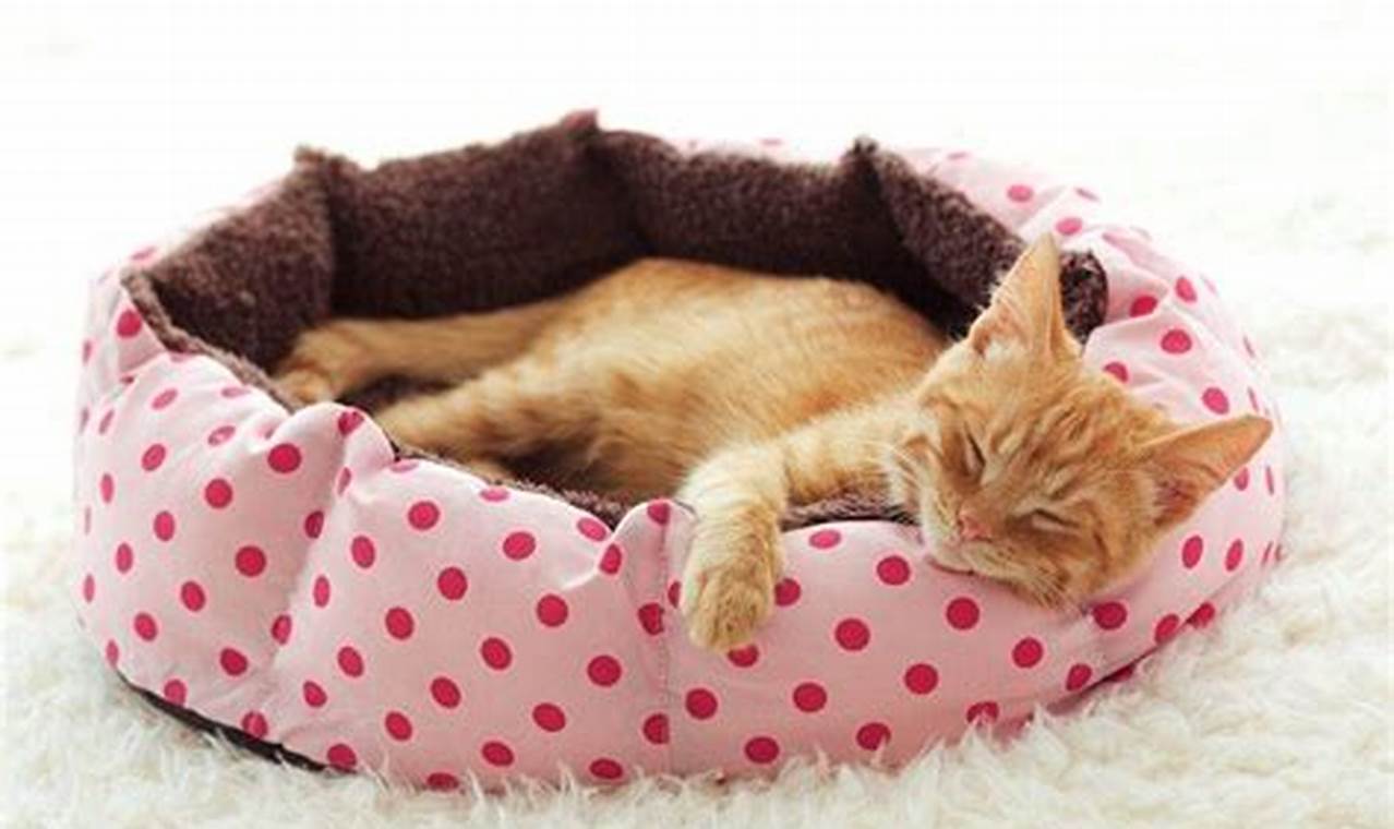 Easy Cat Bed DIY: Build a Cozy Haven for Your Feline | The DIY Hub: Creative Crafts, Repairs & Life Hacks