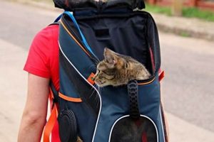 Easy DIY Cat Carrier Ideas: Safe & Cheap Travel! The DIY Hub: Creative Crafts, Repairs & Life Hacks Easy DIY Cat Carrier Ideas: Safe & Cheap Travel! | The DIY Hub: Creative Crafts, Repairs & Life Hacks