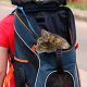 Easy DIY Cat Carrier Ideas: Safe & Cheap Travel! | The DIY Hub: Creative Crafts, Repairs & Life Hacks