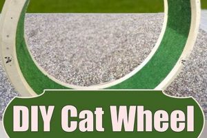 DIY Cat Wheel: Build a Safe Exercise Wheel at Home! The DIY Hub: Creative Crafts, Repairs & Life Hacks DIY Cat Wheel: Build a Safe Exercise Wheel at Home! | The DIY Hub: Creative Crafts, Repairs & Life Hacks