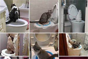 Easy DIY Toilet Trainer for Cats: A Step-by-Step Guide The DIY Hub: Creative Crafts, Repairs & Life Hacks Easy DIY Toilet Trainer for Cats: A Step-by-Step Guide | The DIY Hub: Creative Crafts, Repairs & Life Hacks