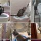 Easy DIY Toilet Trainer for Cats: A Step-by-Step Guide | The DIY Hub: Creative Crafts, Repairs & Life Hacks