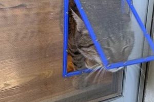 Easy DIY Cat Flap Door: Plans & Install The DIY Hub: Creative Crafts, Repairs & Life Hacks Easy DIY Cat Flap Door: Plans & Install | The DIY Hub: Creative Crafts, Repairs & Life Hacks