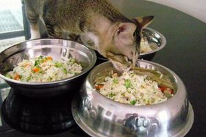 The Ultimate DIY Cat Food Guide: Nutritious Recipes The DIY Hub: Creative Crafts, Repairs & Life Hacks The Ultimate DIY Cat Food Guide: Nutritious Recipes | The DIY Hub: Creative Crafts, Repairs & Life Hacks