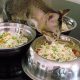 The Ultimate DIY Cat Food Guide: Nutritious Recipes | The DIY Hub: Creative Crafts, Repairs & Life Hacks