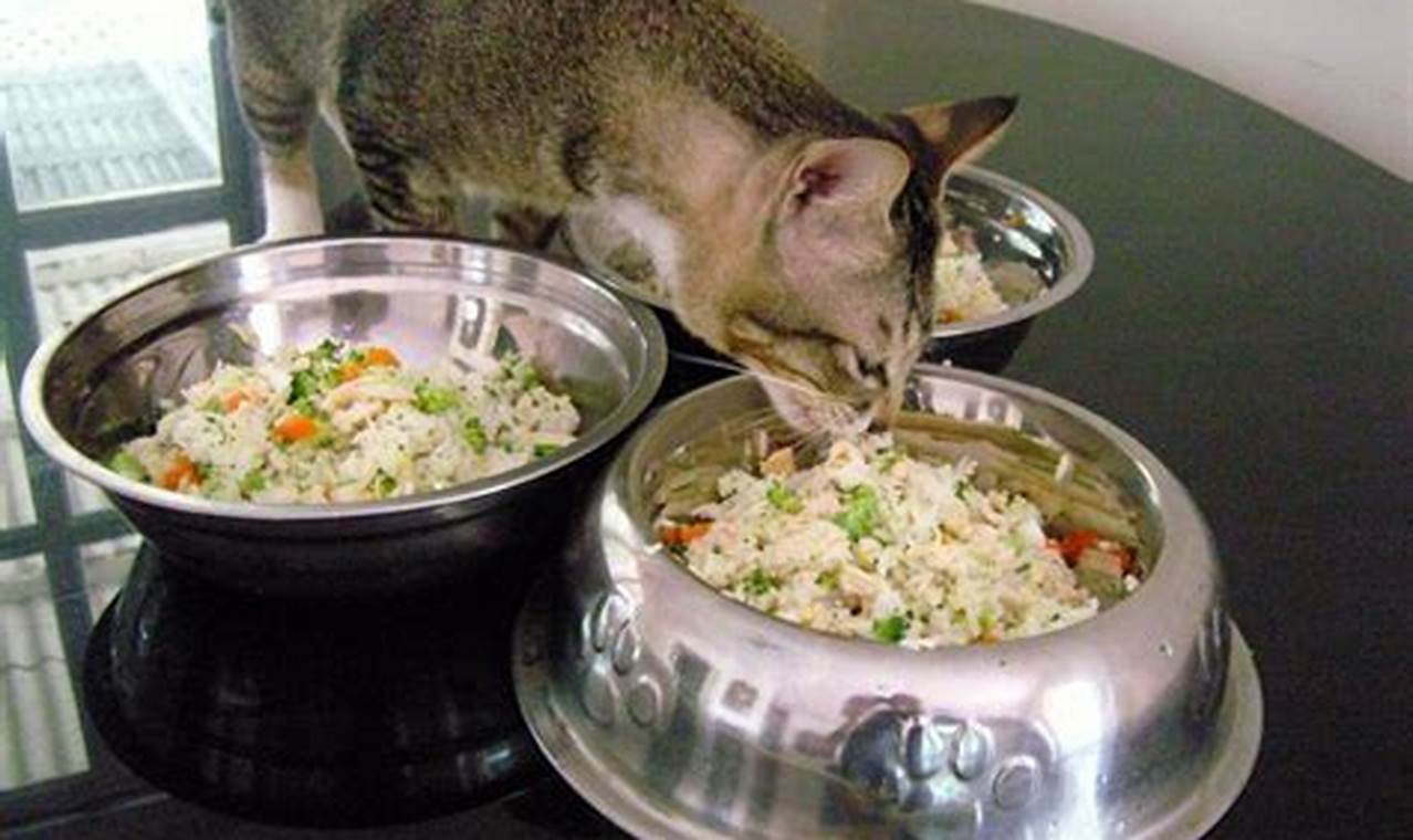 Cat Riding Food The Ultimate DIY Cat Food Guide: Nutritious Recipes
