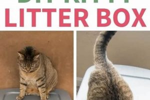 Easy DIY Mess-Free Cat Litter Box Ideas & Hacks for Cats! The DIY Hub: Creative Crafts, Repairs & Life Hacks Easy DIY Mess-Free Cat Litter Box Ideas & Hacks for Cats! | The DIY Hub: Creative Crafts, Repairs & Life Hacks