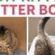 Easy DIY Mess-Free Cat Litter Box Ideas &amp; Hacks for Cats! | The DIY Hub: Creative Crafts, Repairs & Life Hacks