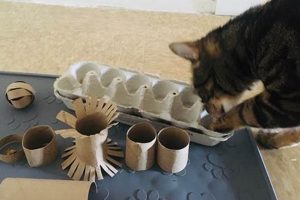 Easy Cat Enrichment DIY Ideas: Enrich Your Kitty! The DIY Hub: Creative Crafts, Repairs & Life Hacks Easy Cat Enrichment DIY Ideas: Enrich Your Kitty! | The DIY Hub: Creative Crafts, Repairs & Life Hacks